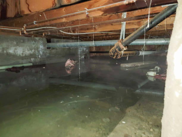 Best Professional water damage repair  in White Settlement, TX